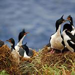 Auckland Shag / Leucocarbo colensoi