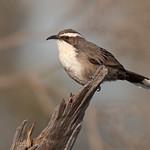 Шилоклювые тимелии / Pomatostomidae фото