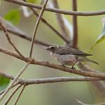 Crithagra striatipectus