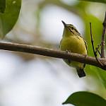 Sclater's Antwren / Myrmotherula sclateri