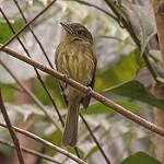 Pacific Flatbill / Rhynchocyclus pacificus