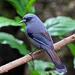 Beautiful Sibia / Heterophasia pulchella