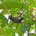Желтобокий дятел / Veniliornis dignus
