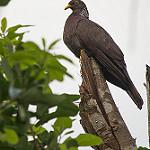 Коморский вяхирь / Columba pollenii