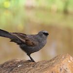 Apostlebird / Struthidea cinerea