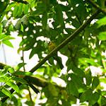 Желтоголовая атлапета / Atlapetes flaviceps