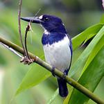 Blue-and-white Kingfisher / Todiramphus diops