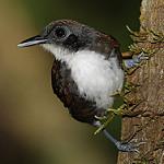 White-cheeked Antbird / Gymnopithys leucaspis