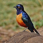 Hildebrandt's Starling / Lamprotornis hildebrandti