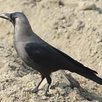 Домовая ворона / Corvus splendens