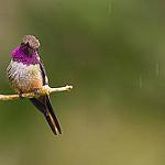 Magenta-throated Woodstar / Philodice bryantae
