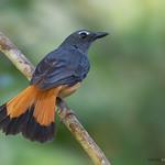 Rufous-tailed Shama / Copsychus pyrropygus
