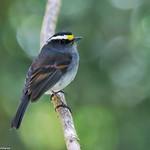 Kalinowski's Chat-Tyrant / Silvicultrix spodionota