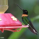 Gould's Inca / Coeligena inca