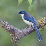 Dark-backed Sibia / Heterophasia melanoleuca