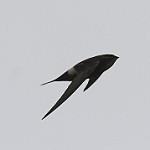 Salim Ali's Swift / Apus salimalii