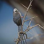 White-headed Mousebird / Colius leucocephalus