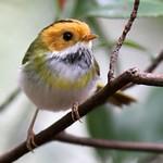 Rufous-faced Warbler / Abroscopus albogularis
