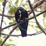 Одноцветная ворона / Corvus unicolor