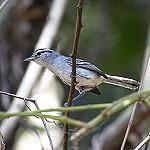 Черношапочный эсперито / Herpsilochmus atricapillus