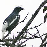 White-tailed Cotinga / Xipholena lamellipennis