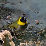 Cuban Grassquit / Phonipara canora