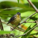 Yellow-breasted Warbling Antbird / Hypocnemis subflava