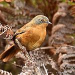 Victorin's Warbler / Cryptillas victorini
