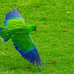 Eclectus polychloros