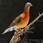 Странствующий голубь / Ectopistes migratorius