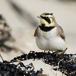 Рогатый жаворонок (рюм) / Eremophila alpestris