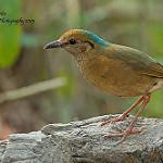 Blue-naped Pitta / Hydrornis nipalensis