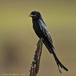 Black Drongo / Dicrurus macrocercus