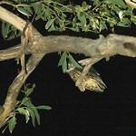 Ninox leucopsis