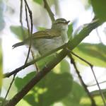 Угандийская пеночка / Phylloscopus budongoensis
