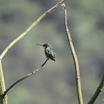 Santa Marta Woodstar / Chaetocercus astreans