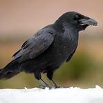 Ворон / Corvus corax