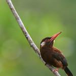 White-eared Jacamar / Galbalcyrhynchus leucotis