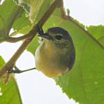 Белоухий конусоклюв / Conirostrum leucogenys