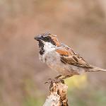 Сокотранский воробей / Passer insularis
