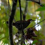 Палаванский питтодрозд / Ptilocichla falcata