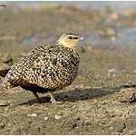 Желтогорлый рябок / Pterocles gutturalis