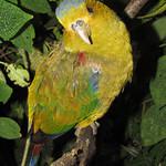 Fuertes's Parrot / Hapalopsittaca fuertesi