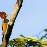 Rufous-headed Woodpecker / Celeus spectabilis