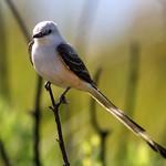 Scissor-tailed Flycatcher / Tyrannus forficatus