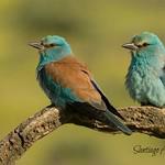 Сизоворонковые / Coraciidae фото