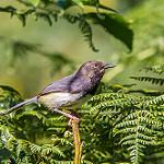 Taita Apalis / Apalis fuscigularis