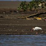 American White Ibis / Eudocimus albus
