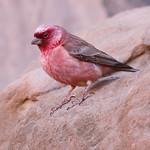 Синайская чечевица / Carpodacus synoicus