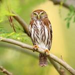 Ferruginous Pygmy Owl / Glaucidium brasilianum